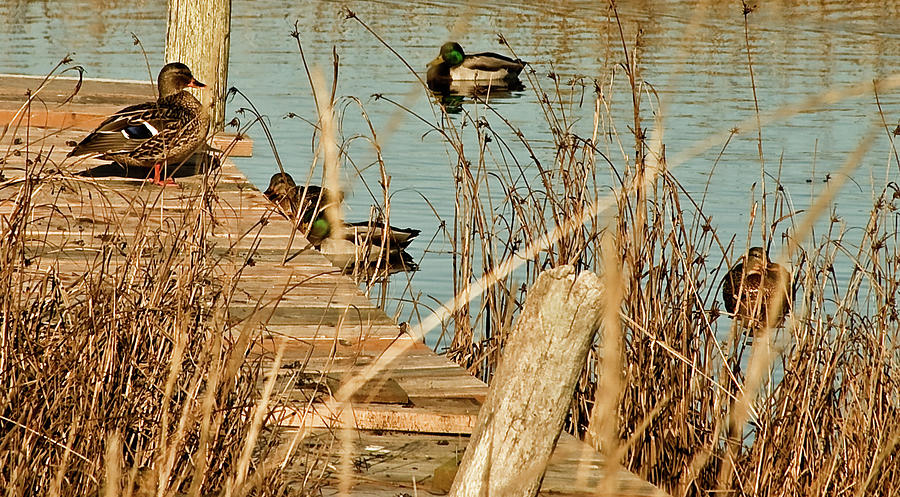 Wildlife Photograph - Ducks on a Pond by Hugh Carino