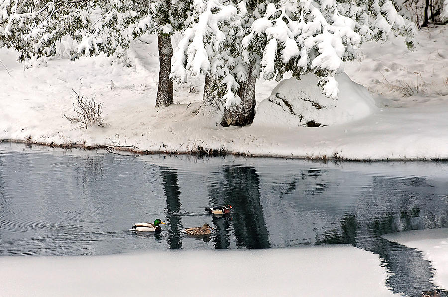Ducks on a Pond Print Photograph by Gwen Gibson