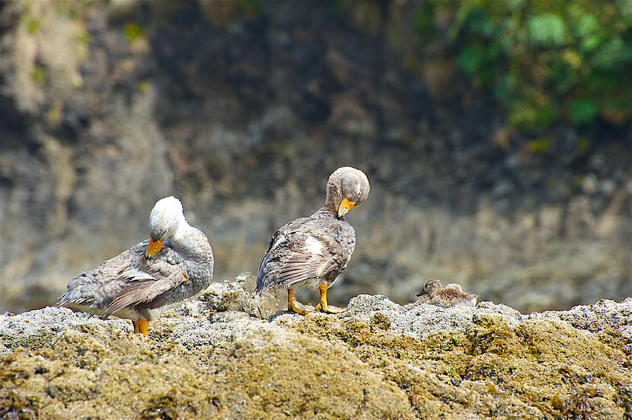 Ducks on a Rock Photograph by Richard Gehlbach