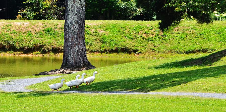 Ducks on a Stroll Photograph by Eileen Brymer