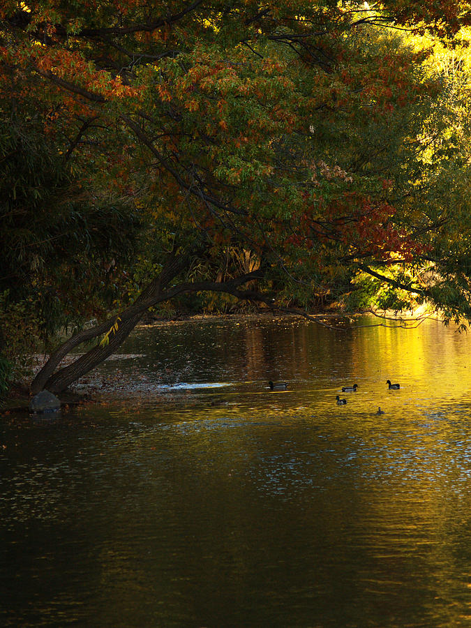 Ducks On Autumn Lake 2 Photograph by Dorothy Lee