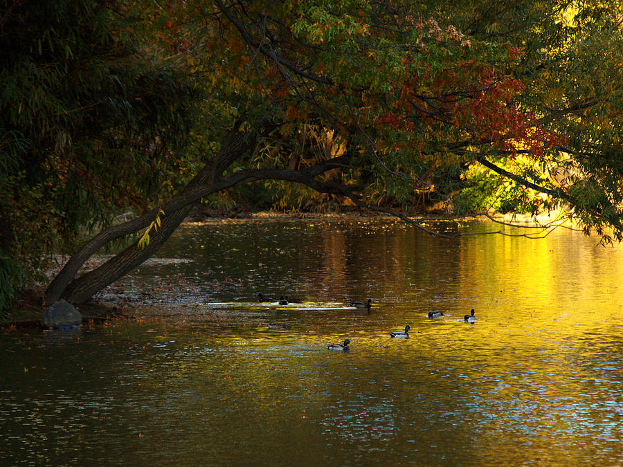 Ducks On Autumn Lake 3 Photograph by Dorothy Lee