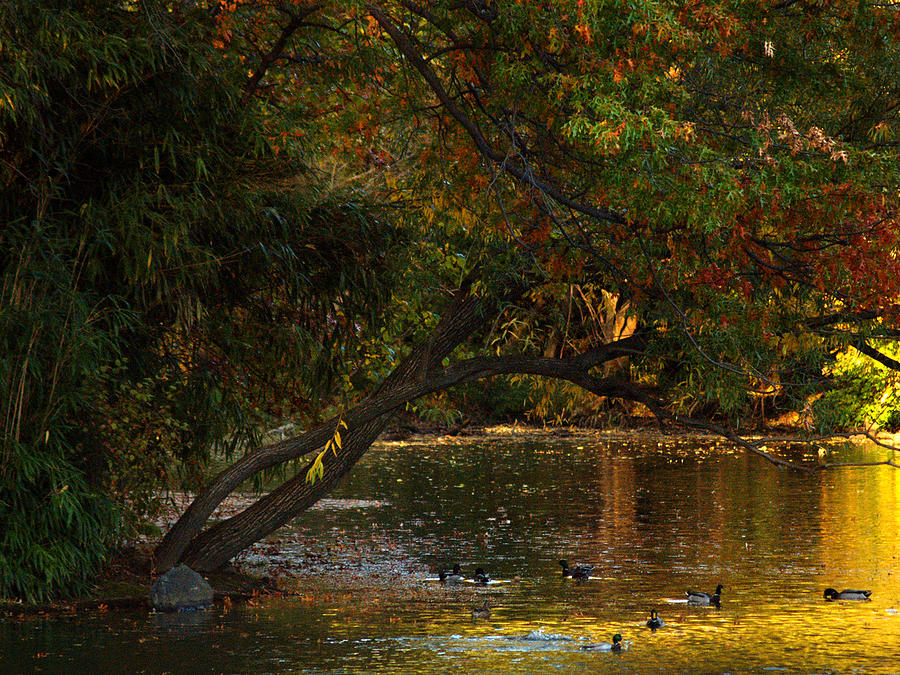 Ducks On Autumn Lake Photograph by Dorothy Lee