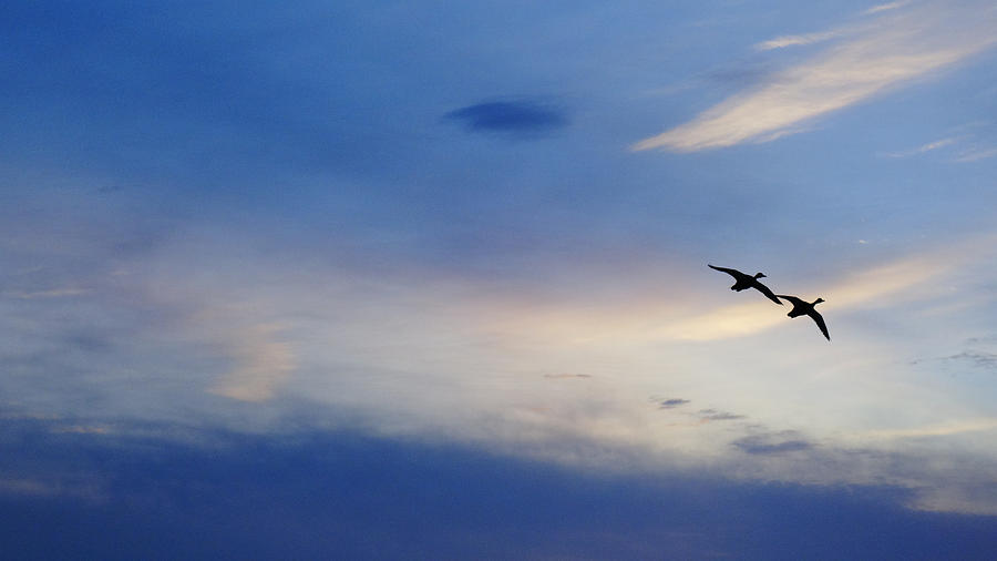 Ducks on Blue Sky Delray Beach Photograph by Lawrence S Richardson Jr