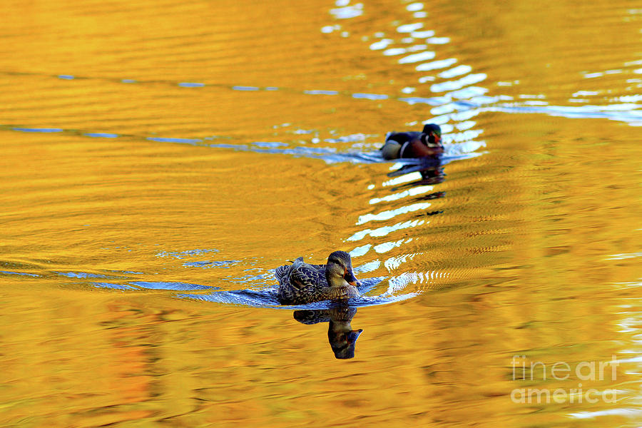 Ducks On Golden Pond Photograph by Terry Elniski