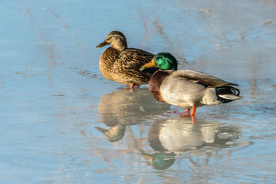 Ducks On Ice In Idaho Photograph by Yeates Photography