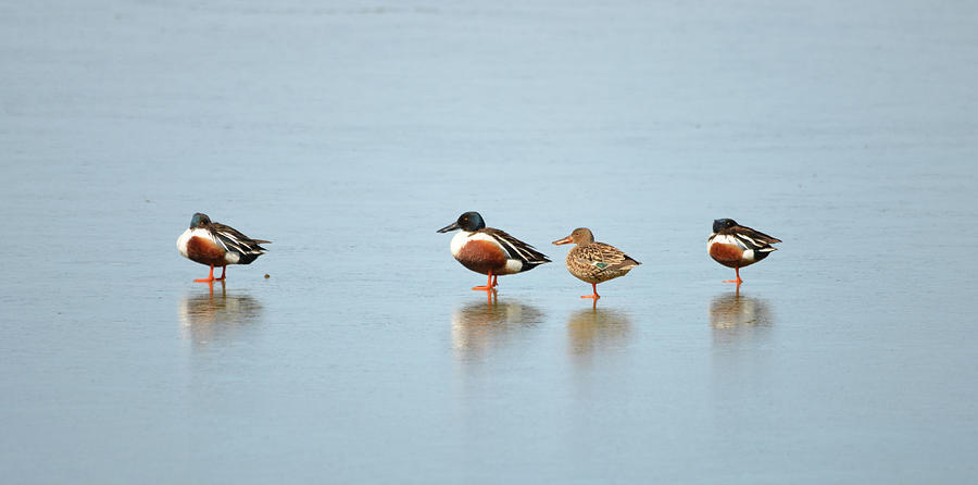 Ducks on Ice Photograph by Whispering Peaks Photography