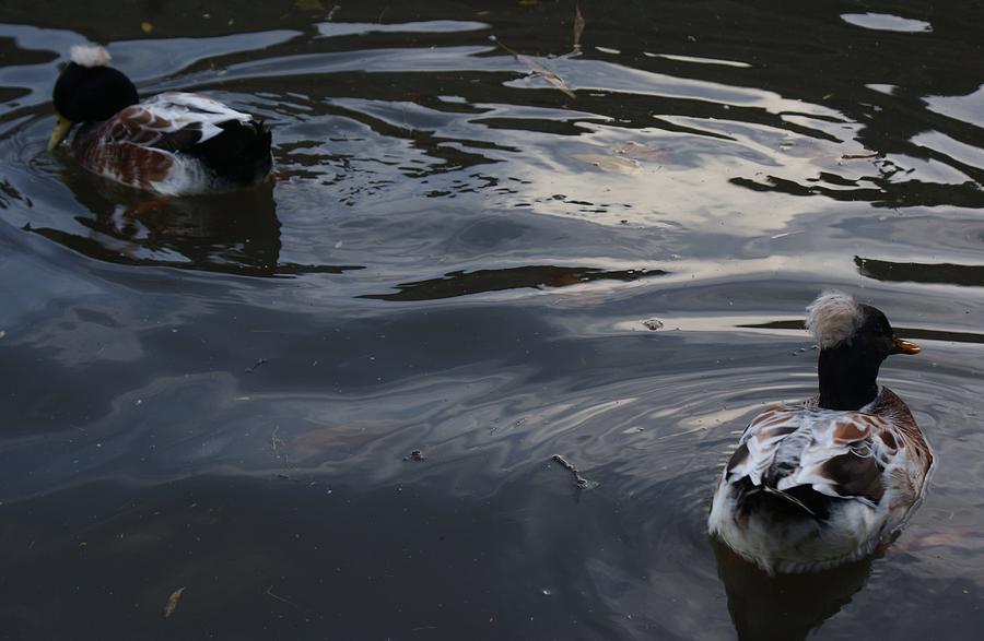 Ducks on Moody Water Photograph by Julia Woodman