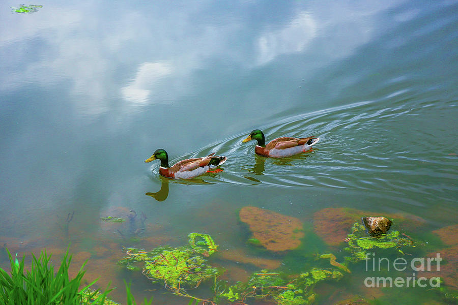 Ducks On Morning Swim Photograph by Randy Steele