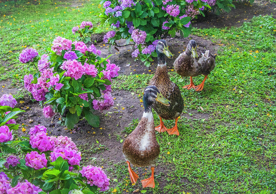Ducks on Parade Photograph by Venetia Featherstone-Witty