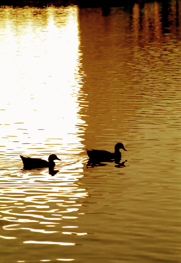 Nature Photograph - Ducks on Pond 2 by Steve Ohlsen