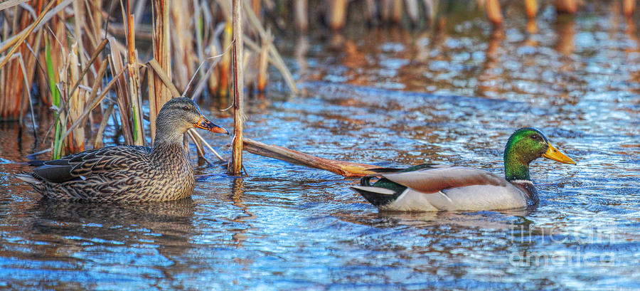 Ducks on Pond Photograph by Randy Steele