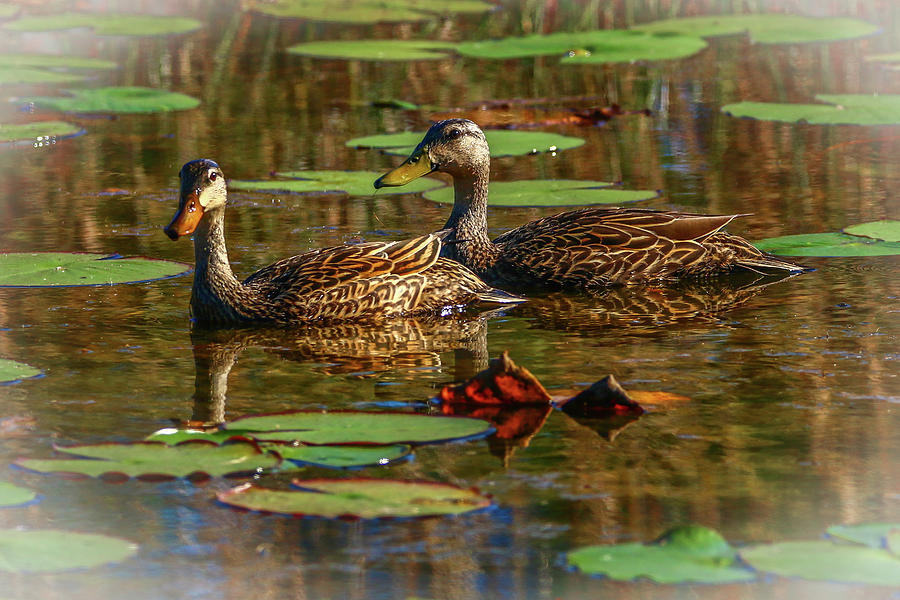 Ducks on Pond Photograph by Tom Claud