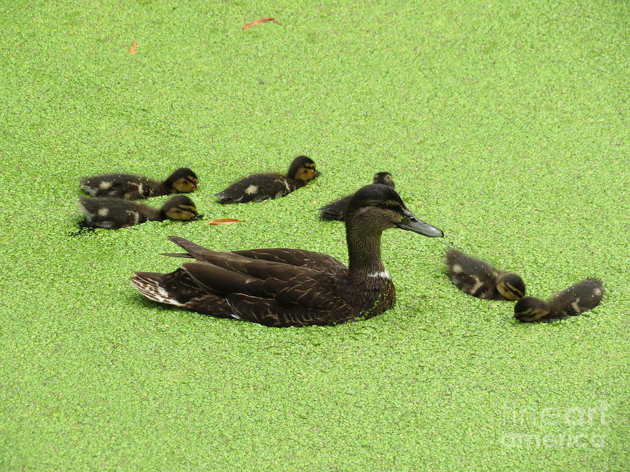 Ducks on the Green Photograph by Diana Rajala
