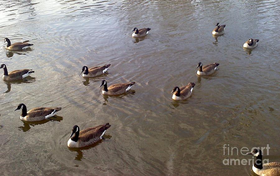 Ducks on the Occoquan River Photograph by Jimmy Clark