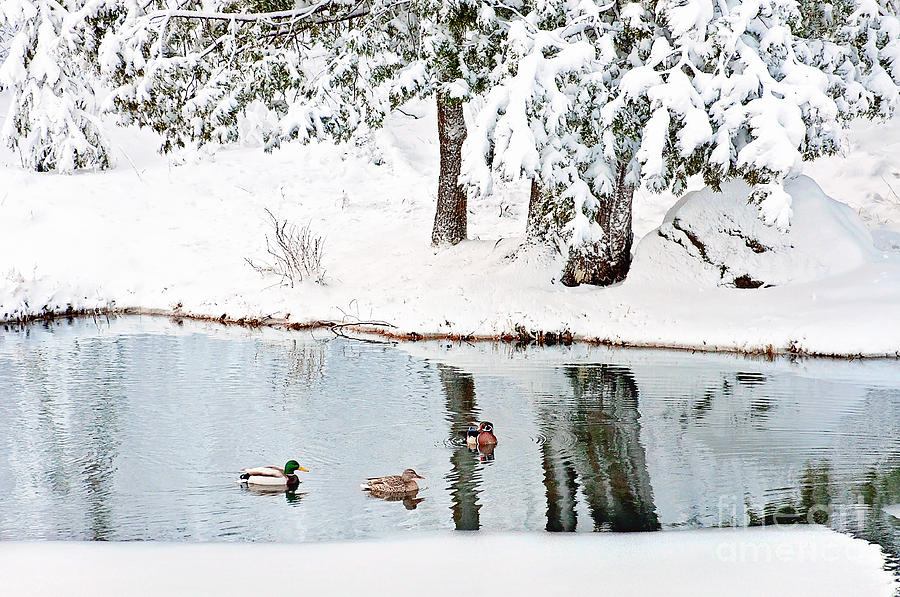 Ducks on the Pond Photograph by Gwen Gibson