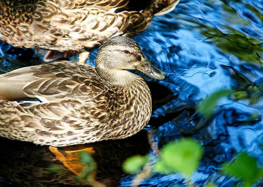 Ducks on vivid background Photograph by Edward Myers
