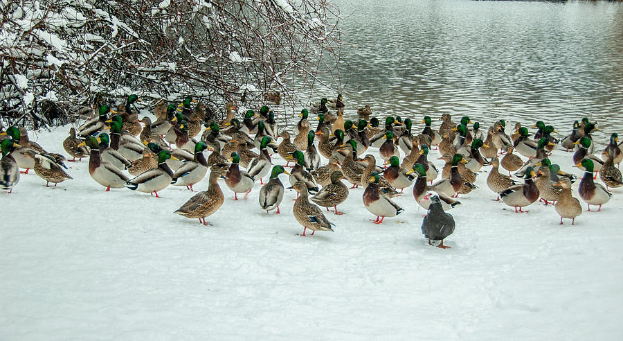 Ducks Pond In Winter Photograph by Cathy Kovarik