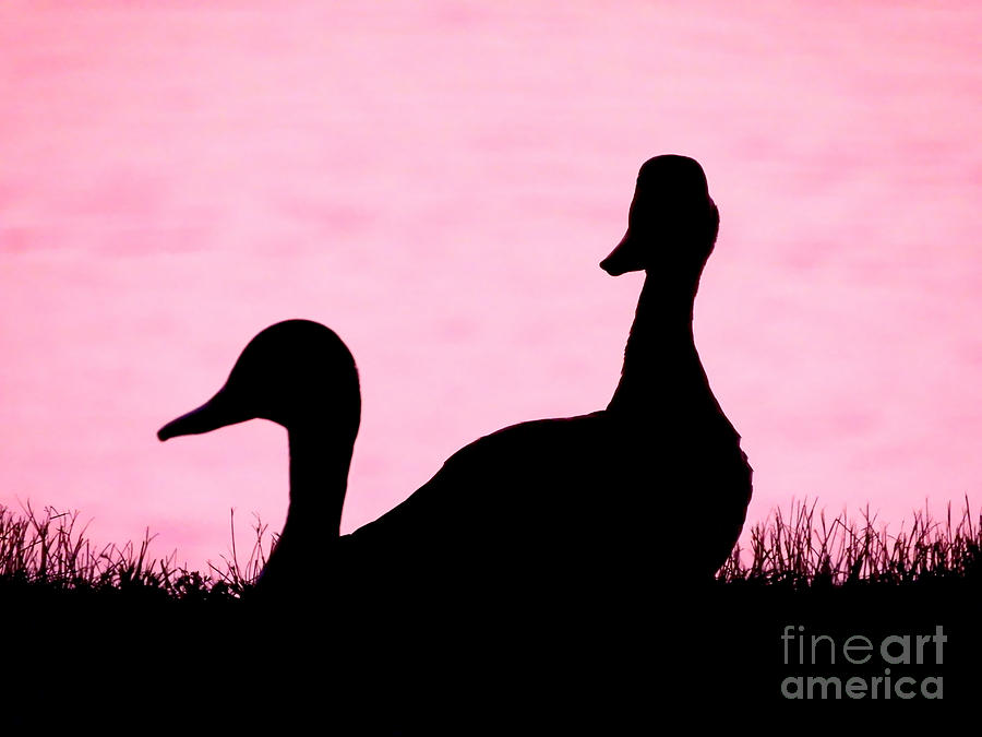 Ducks Resting Silhouette Photograph by Beth Myer Photography