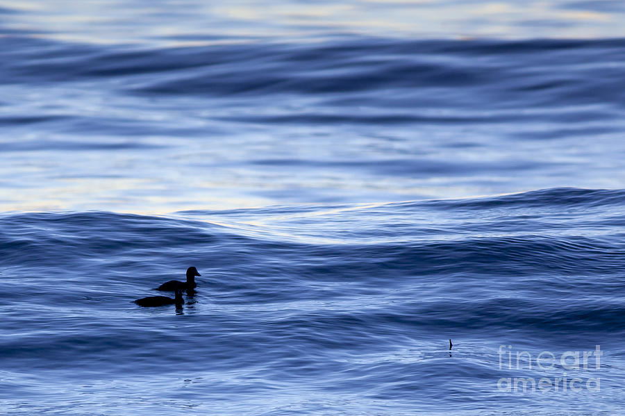 Two Photograph - Ducks Riding a Wave by Sharon Foelz