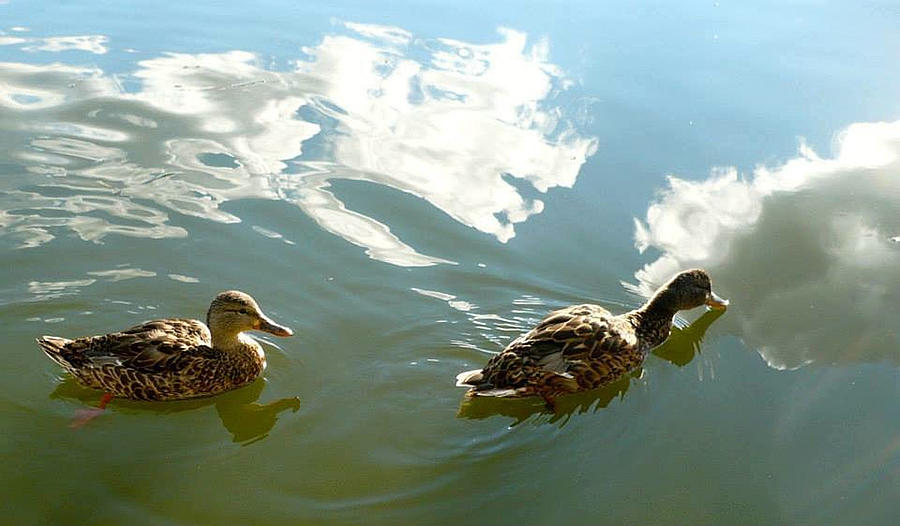 Ducks Sipping the Sky Photograph by REA Gallery