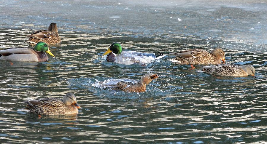 Ducks Splashing And Resting  Digital Art by Lyle Crump