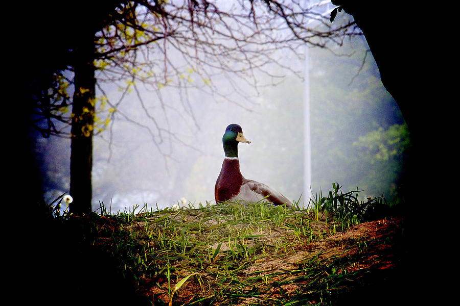 Ducks story Photograph by Milena Ilieva