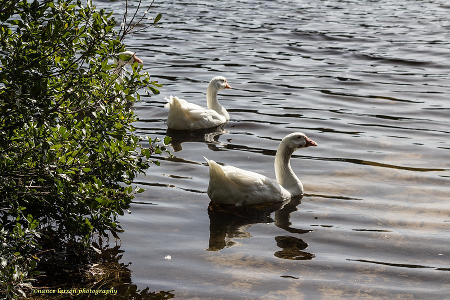 Duck Photograph - Ducks Swimming by Nance Larson