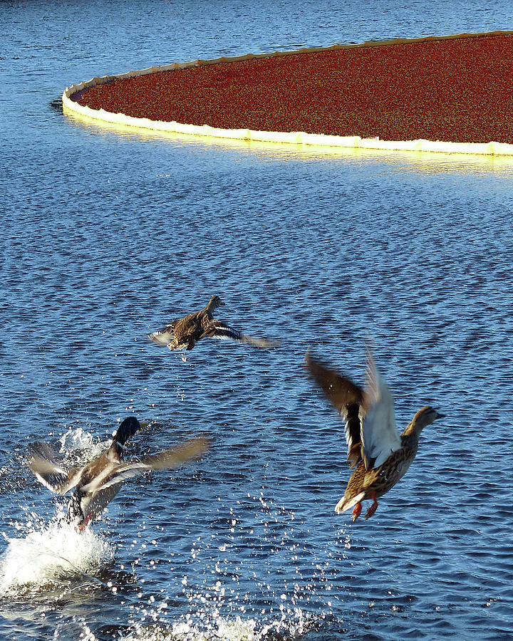 Ducks take Flight Photograph by Carl Sheffer