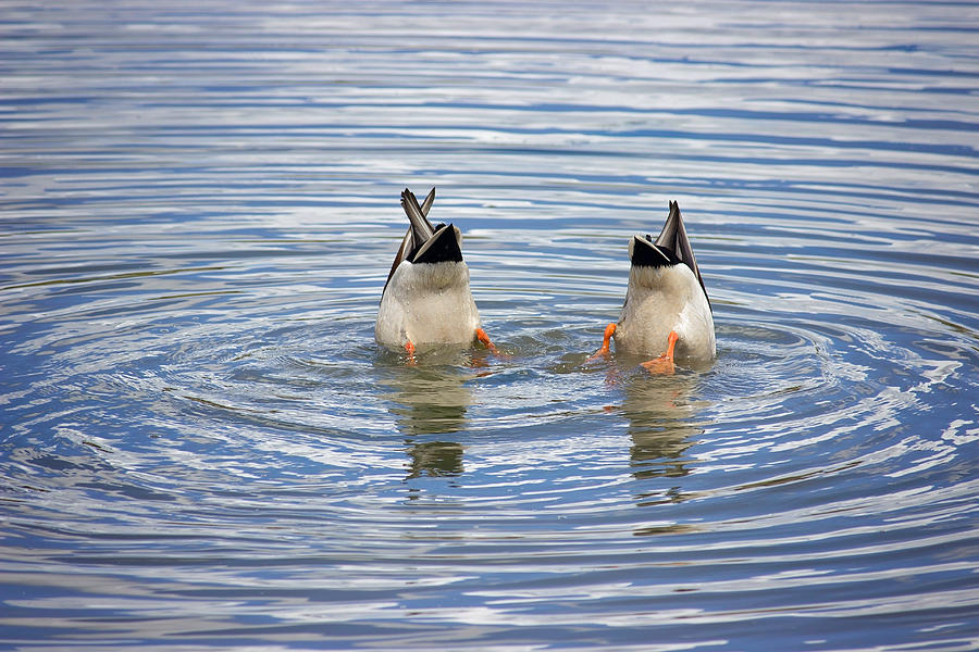 Ducks Up Photograph by Becca Buecher