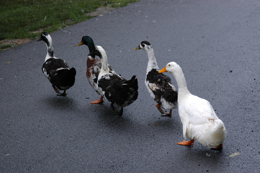 Ducks Waddle Across A Street Photograph by Stacy Gold