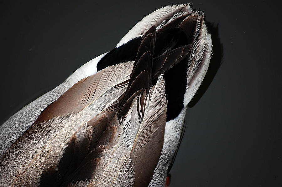 Ducktail Photograph by Robert Meanor