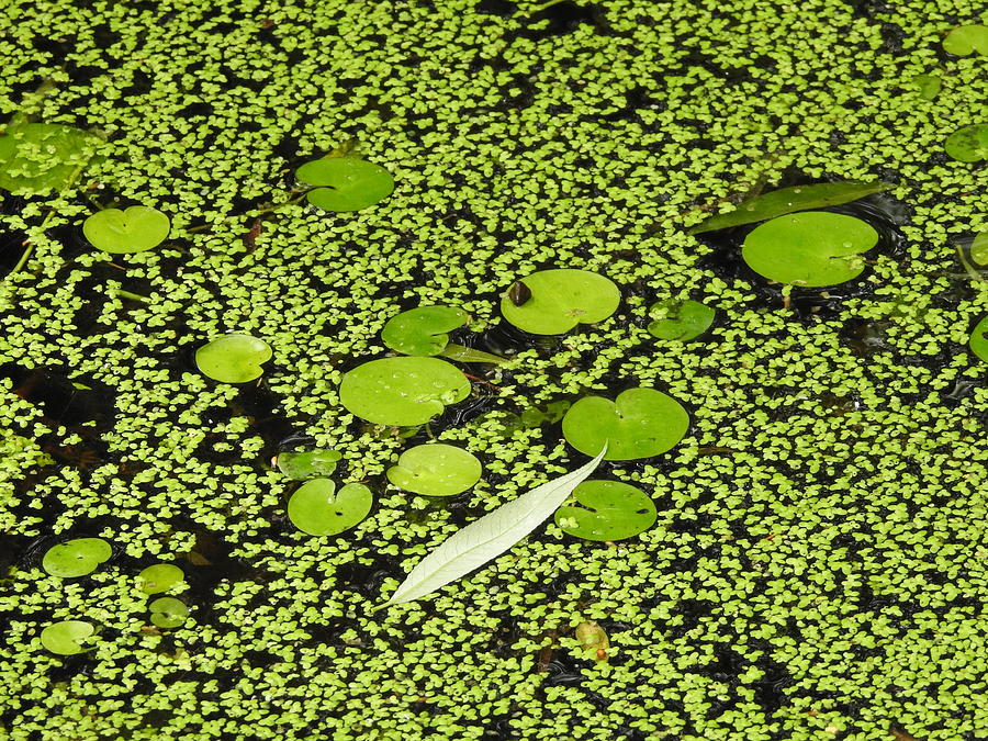 Duckweed Photograph by Betty-Anne McDonald