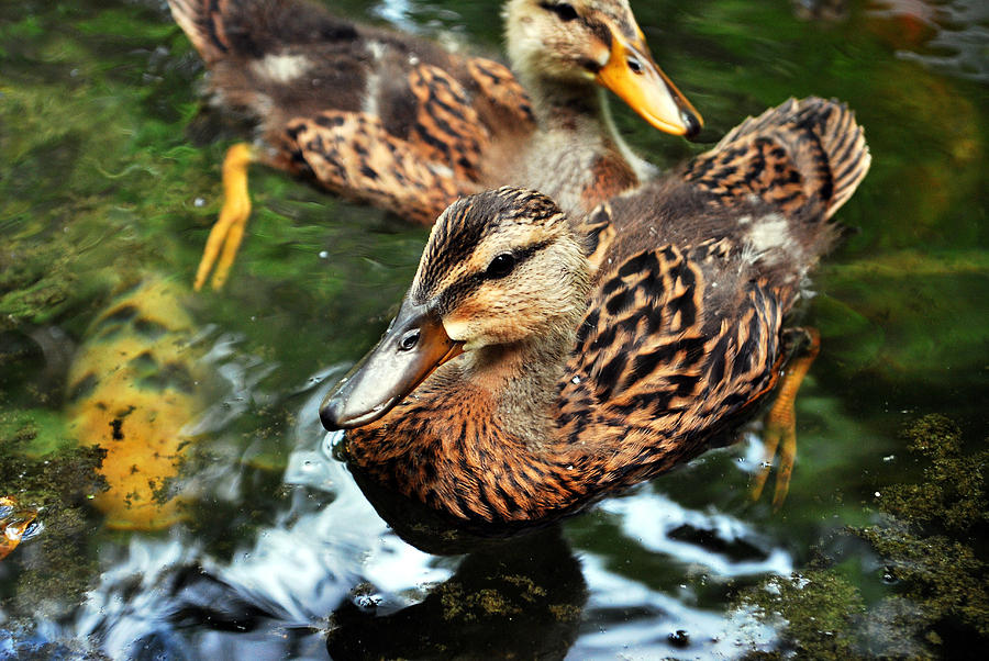 Ducky Day Photograph by Amanda Vouglas - Fine Art America