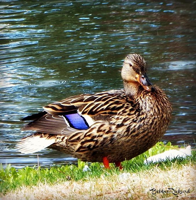 Duck Photograph - Ducky Day  by Bobbee Rickard