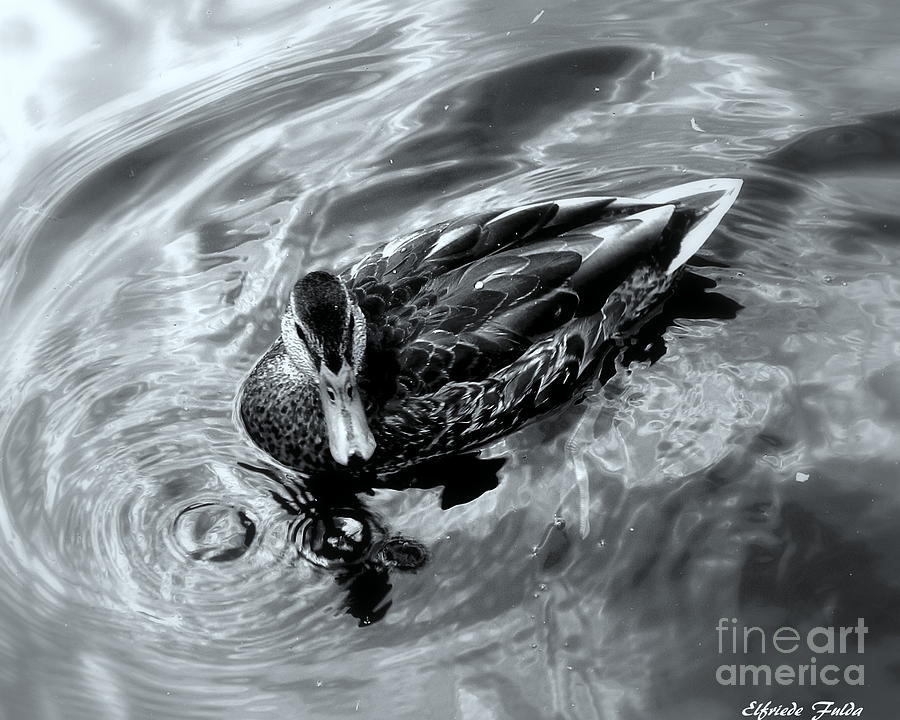 Ducky Photograph by Elfriede Fulda
