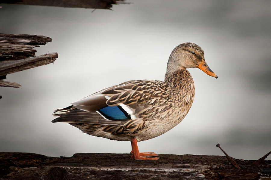 Ducky Habitat Photograph by Robert Potts