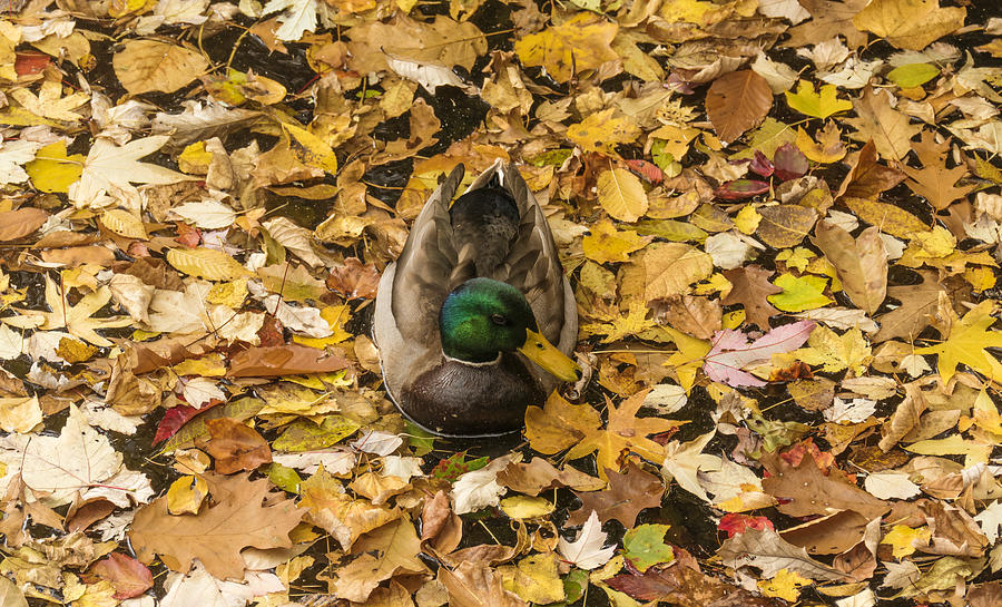 Ducky In The Leaves Photograph