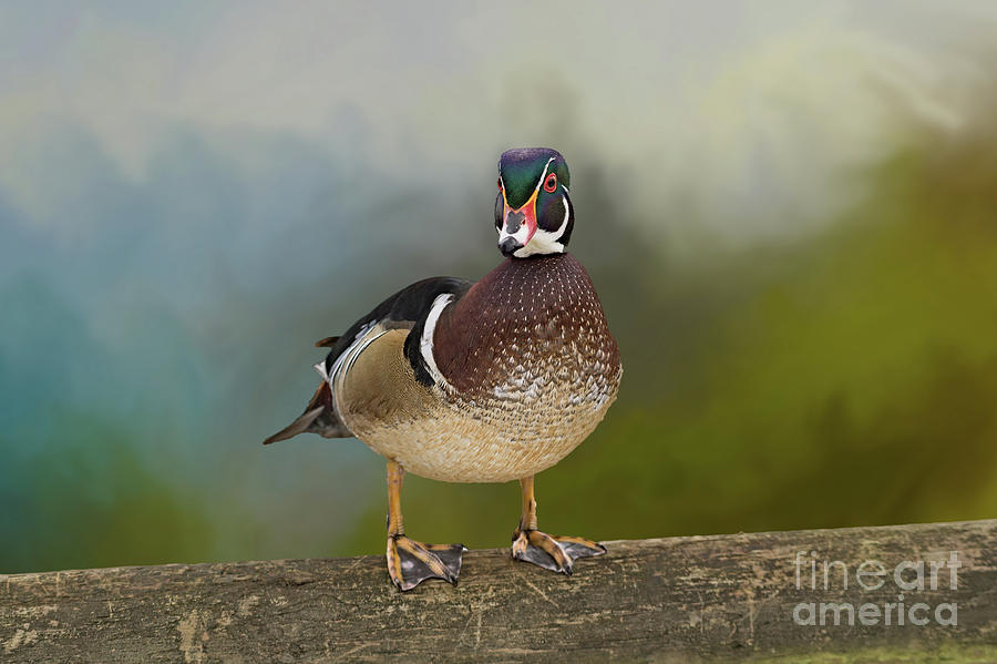 Ducky Digital Art by Jim Hatch