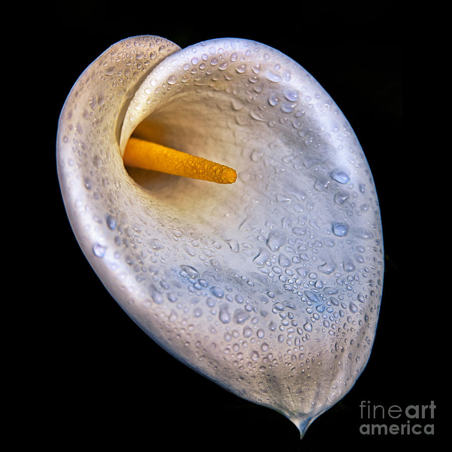 Dew Drops On Silver White Calla Lily  Photograph by Jerry Cowart