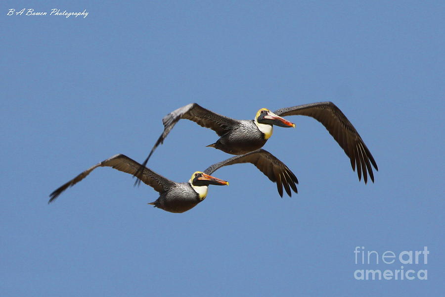 Duel Pelicans in flight Photograph by Barbara Bowen