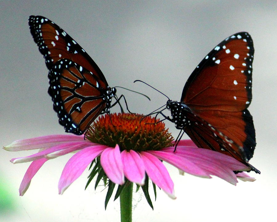 Dueling Butterflies Photograph by John Olson