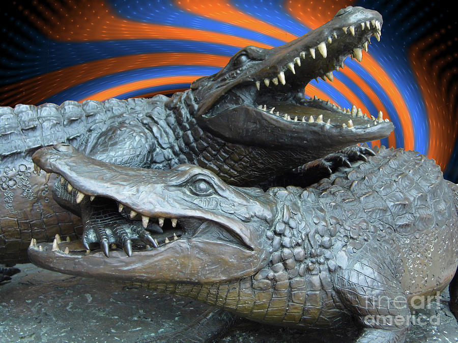 Dueling Gators In Blue And Orange Photograph by D Hackett
