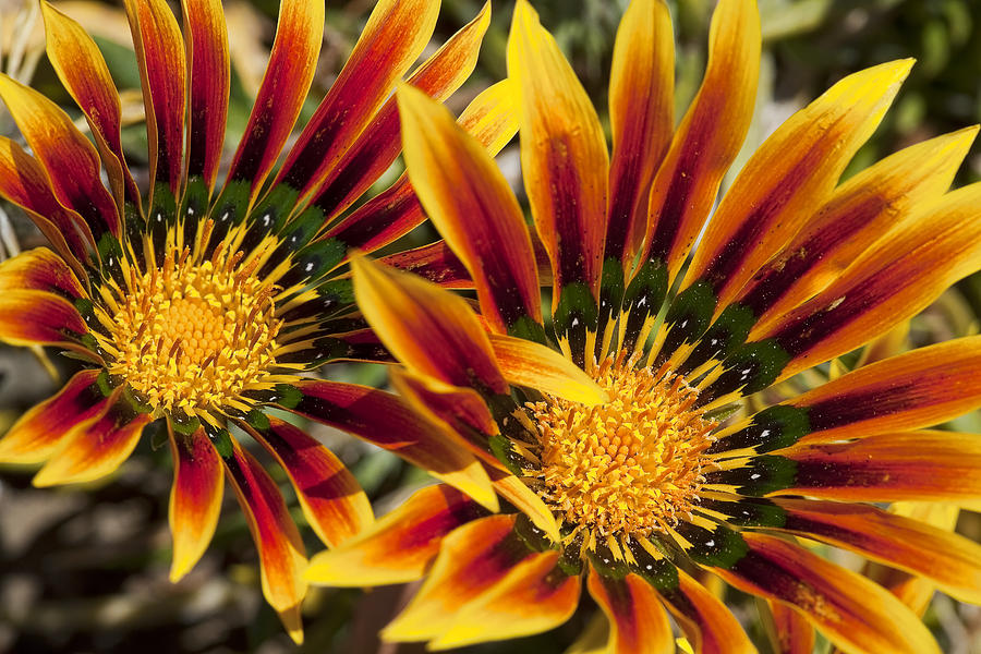Dueling Gerberas Photograph by Kelley King Dueling Gerberas Photograph by Kelley King