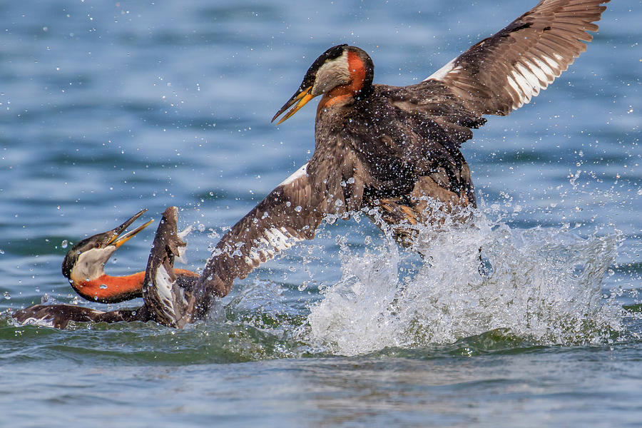 Dueling Grebes Photograph by Gary Hall