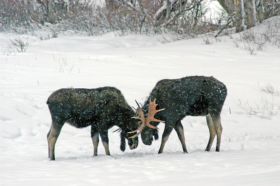 Dueling Moose Photograph by Ted Keller