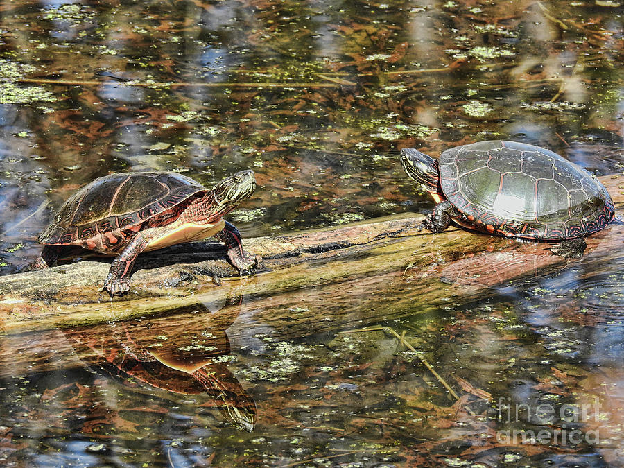 Dueling Painted Turtles Photograph
