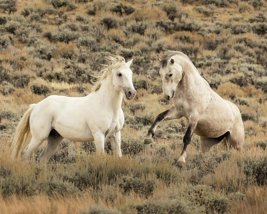Dueling Stallions Photograph by Lois Lake
