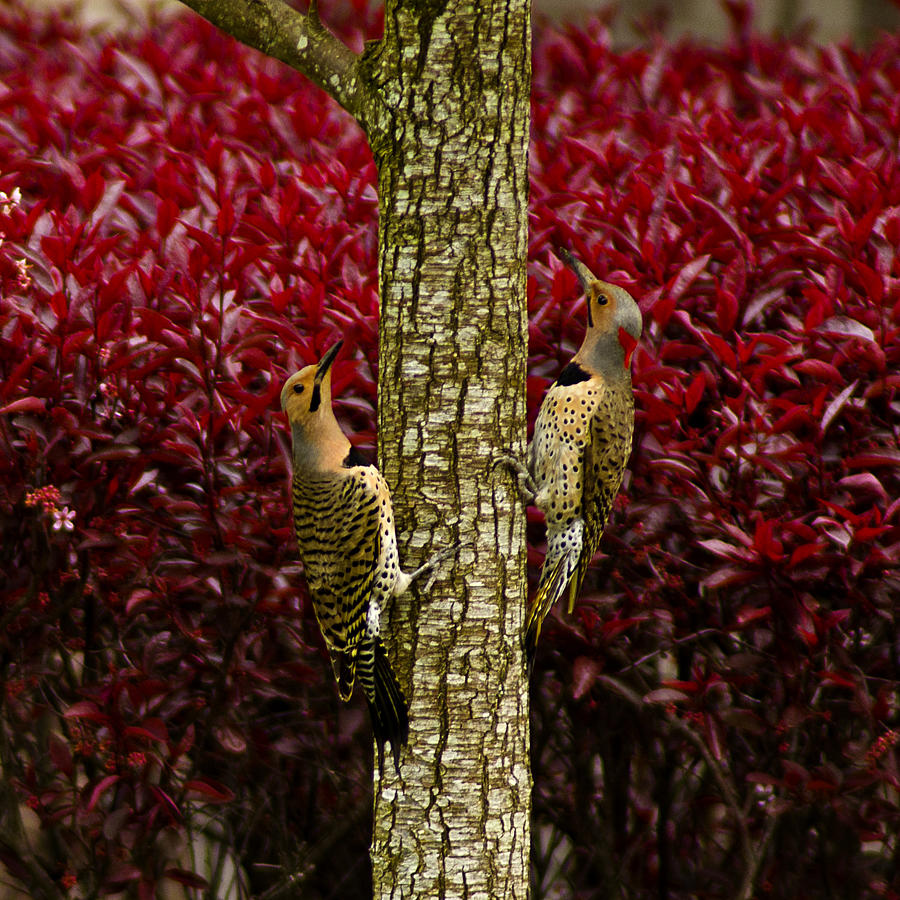 City Photograph - Dueling Woodpeckers by LeeAnn McLaneGoetz McLaneGoetzStudioLLCcom