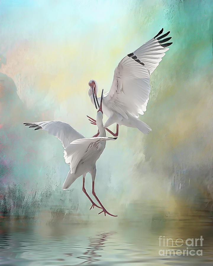 Duelling White Ibises Photograph by Brian Tarr